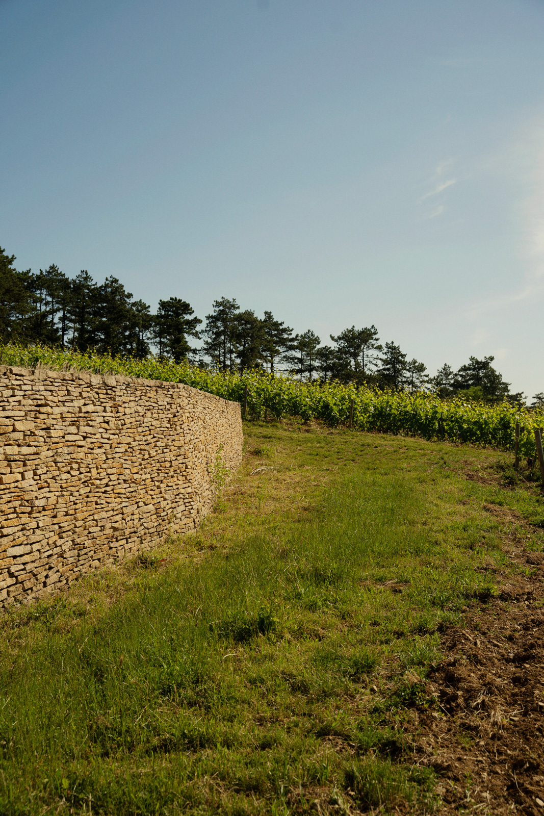 Les vignes de Fanny Sabre dans les hauteurs de Beaune en Bourgogne. Photographiée pour le Nouvel Obs en juin 2024
